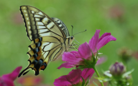 Конспект непосредственной образовательной деятельности по экологическому воспитанию во второй младшей группе на тему: «Цветы и бабочки»