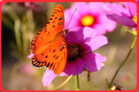 Конспект занятия по экологии для детей 3-4 лет  «Верные друзья бабочки и цветы»